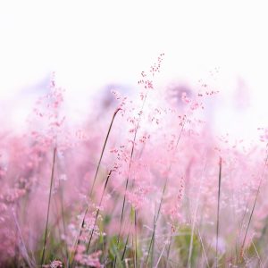 Delicate pink wildflowers softly swaying in a sunlit field, creating a tranquil and dreamy atmosphere.